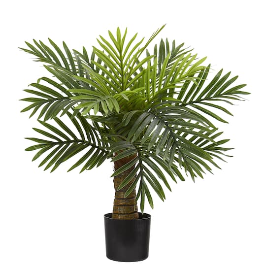 2ft. Robellini Palm Tree in Black Planter